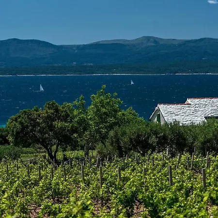 Vineyard House Bol